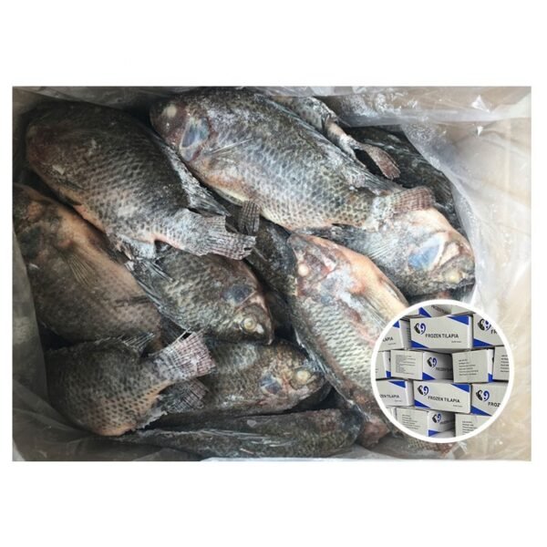 Top Quality Fresh Frozen Tilapia Fish Top Quality Fresh Frozen Tilapia Fish