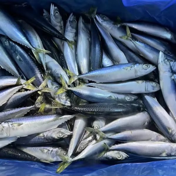 Top Quality Sea Frozen Pacific Mackerel