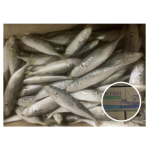 Trawl Catching Whole Round Trachurus Trachurus