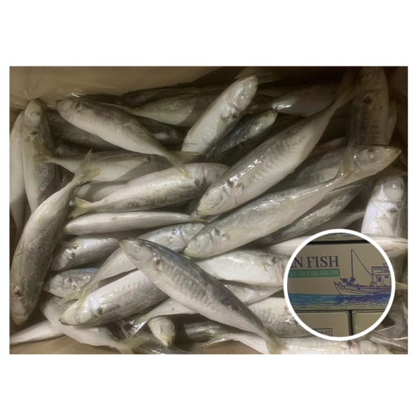 Trawl Catching Whole Round Trachurus Trachurus
