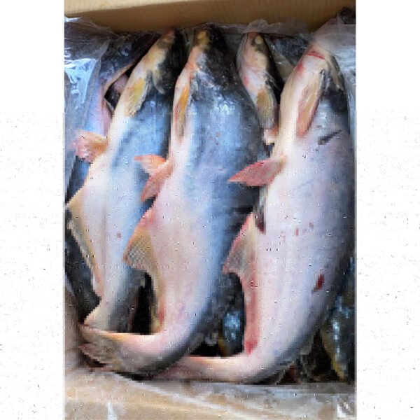 Vietnam Seafood Basa Fillet Bulk Supply