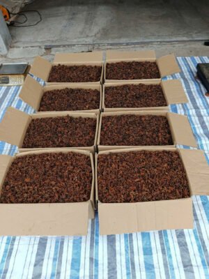 Vietnamese Star Anise Natural Strong Fragrance
