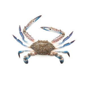 Whole Blu Crab Cut & Cleaned 500g — premium quality
