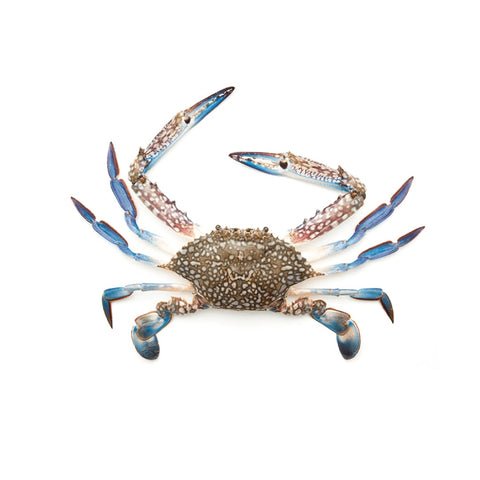 Whole Blu Crab Cut & Cleaned 500g Whole Blu Crab Cut & Cleaned 500g — premium quality