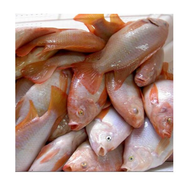 Whole Frozen Red Tilapia Fish Live