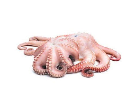 Whole Mini Octopus Cleaned 2kg Whole Mini Octopus Cleaned 2kg — premium quality