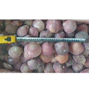 Whole Round Bay Scallop Frozen Bay