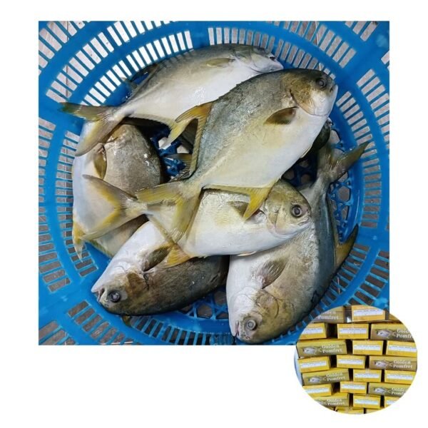 Whole Round Frozen Butterfish Golden Pomfret