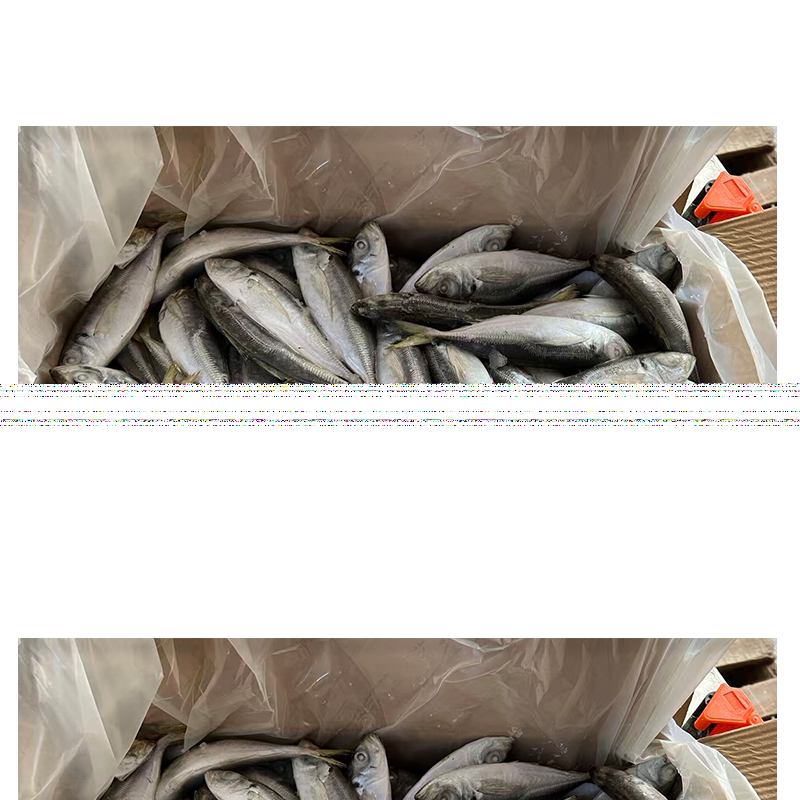 Whole Round Frozen Pacific Mackerel Fish