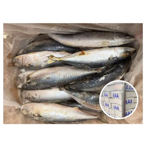 Whole Round High Fat Content Mackerel