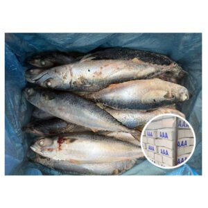 Whole Round Seafrozen 400 600g BQF