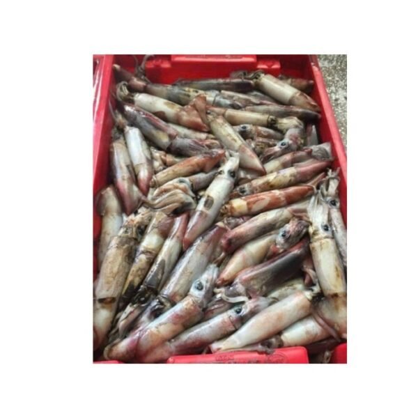 Whole Round Squid Black Squid
