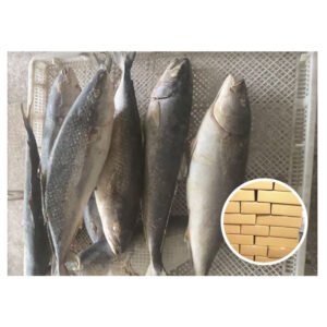 Whole Round Supply Amberjac Tuna Yellow