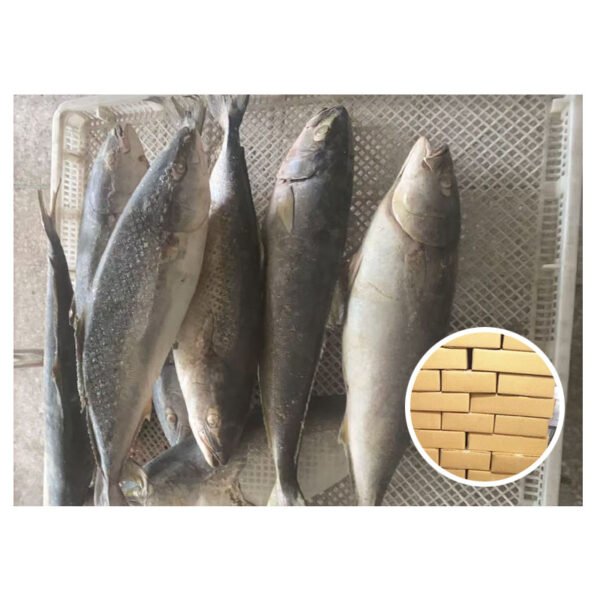 Whole Round Supply Amberjac Tuna Yellow Whole Round Supply Amberjac Tuna Yellow