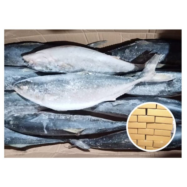 Whole Round Supply Amberjac Tuna Yellow Whole Round Supply Amberjac Tuna Yellow