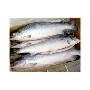 Whole Salmon Fresh Frozen Salmon Fish