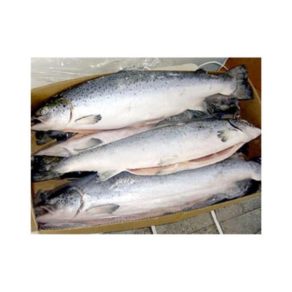 Whole Salmon Fresh Frozen Salmon Fish Whole Salmon Fresh Frozen Salmon Fish