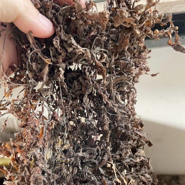 Wholesale 100 Natural Dried Sargassum Seaweed