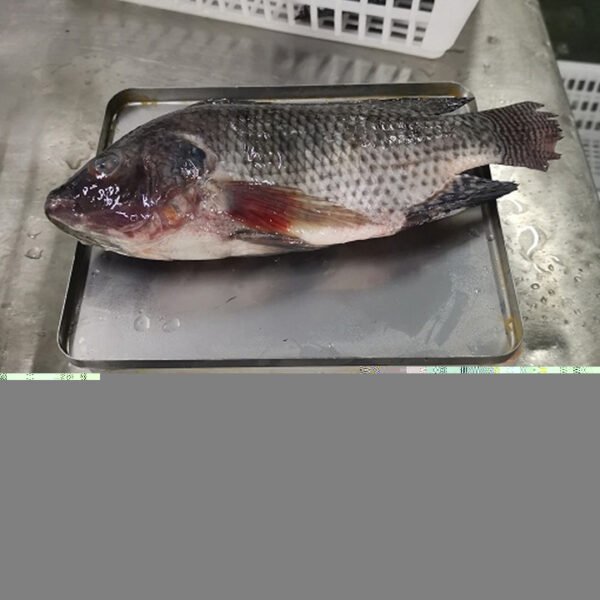 Wholesale African Food 500 800 Fresh
