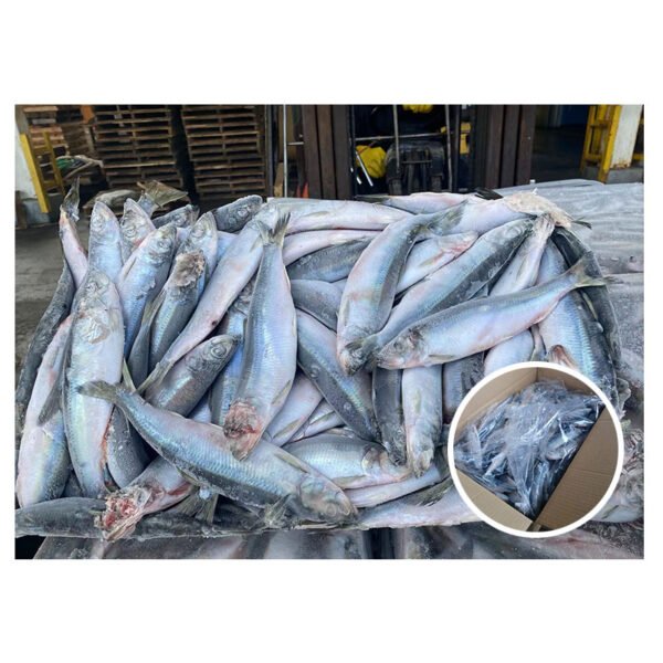 Wholesale BQF Japan Origin Fish Price