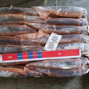 Wholesale Bulk Frozen Illex Squid Whole
