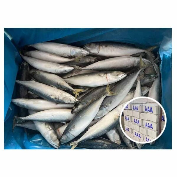 Wholesale Bulk Price IQF Mackerel Scomber Wholesale Bulk Price IQF Mackerel Scomber