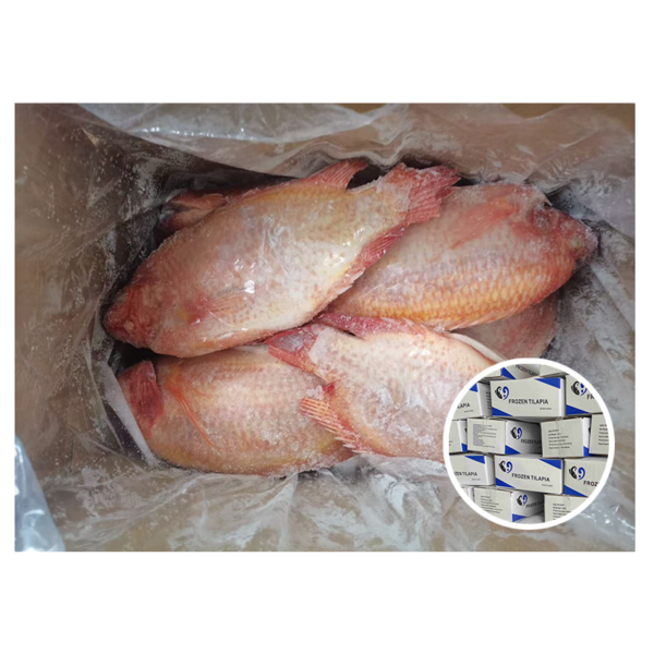 Wholesale China Farm Fish Supplier Good Wholesale China Farm Fish Supplier Good
