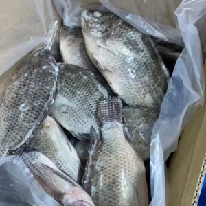 Wholesale Export Frozen Black Tilapia IQF