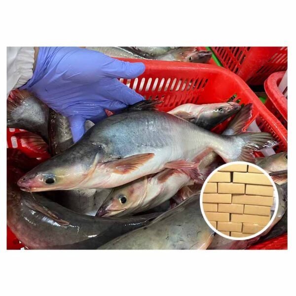 Wholesale Export Live Basa Fish 400
