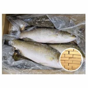 Wholesale Factory Seabass Calarifer IQF 700