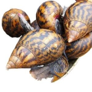 Wholesale Fresh Frozen Snail Meat Dried