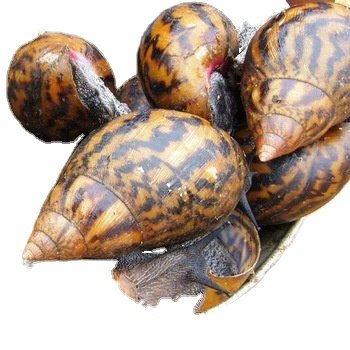Wholesale Fresh Frozen Snail Meat Dried