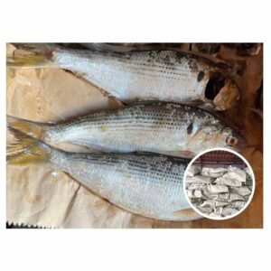 Wholesale Fresh Quality Shad Katti Fish