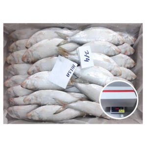 Wholesale Fresh Seafood Frozen Hilsa Fish