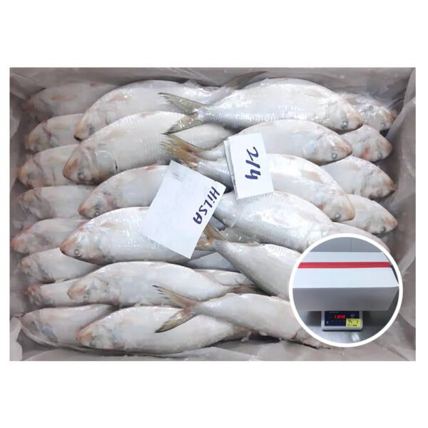 Wholesale Fresh Seafood Frozen Hilsa Fish Wholesale Fresh Seafood Frozen Hilsa Fish