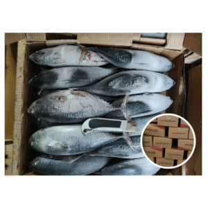 Wholesale Frozen Bonito Tuna 300 500g