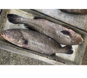 Wholesale Frozen Brown Croaker Fish Miichthys