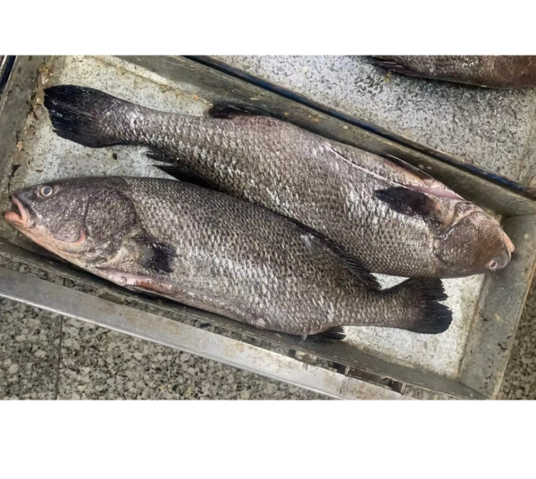 Wholesale Frozen Brown Croaker Fish Miichthys Wholesale Frozen Brown Croaker Fish Miichthys