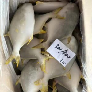 Wholesale Frozen Golden Pacu Fish 300