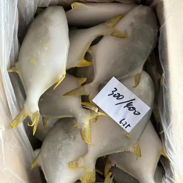 Wholesale Frozen Golden Pacu Fish 300