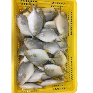 Wholesale Frozen Golden Pompano Pomfret Fish