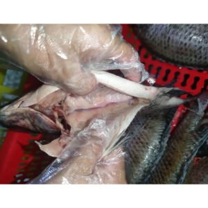 Wholesale Frozen Nile Tilapia Fish GS