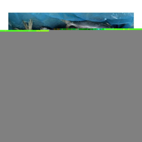 Wholesale Frozen Pacific Mackerel Fish Iqf
