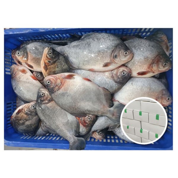 Wholesale Frozen Red Pomfret Pompano Fish