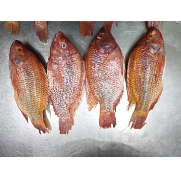 Wholesale Frozen Red Tilapia Fish Whole