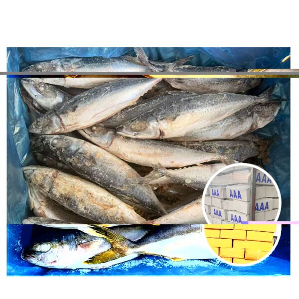 Wholesale Frozen Yellowtail Bulk Cartons Premium
