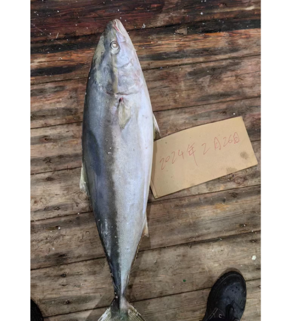 Wholesale Frozen Yellowtail Bulk Supply High
