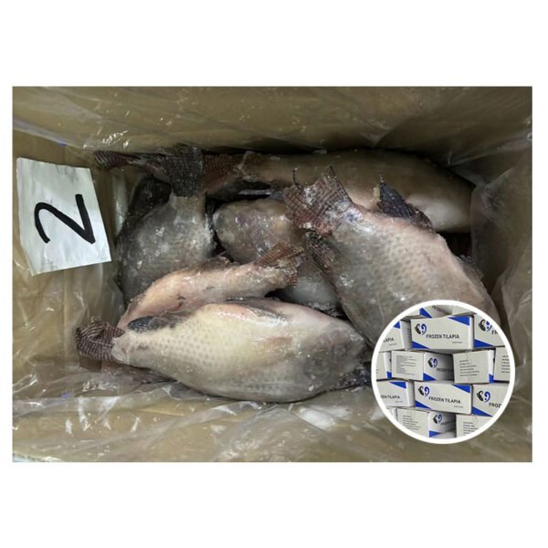 Wholesale Good Quality Farming Fish Frozen Wholesale Good Quality Farming Fish Frozen