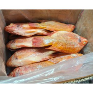 Wholesale High Quality Red Frozen Tilapia