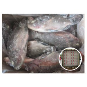 Wholesale IQF China Origin Farmed Nila